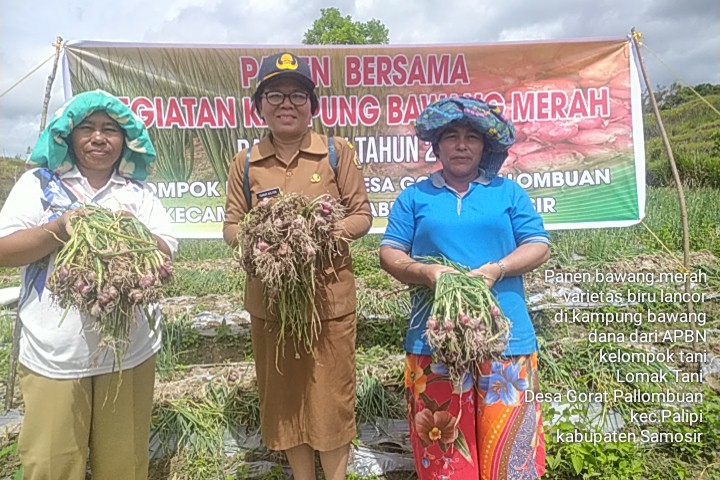 Pemkab Samosir dan Kelompok Tani Lomak Panen Perdana Bawang Merah