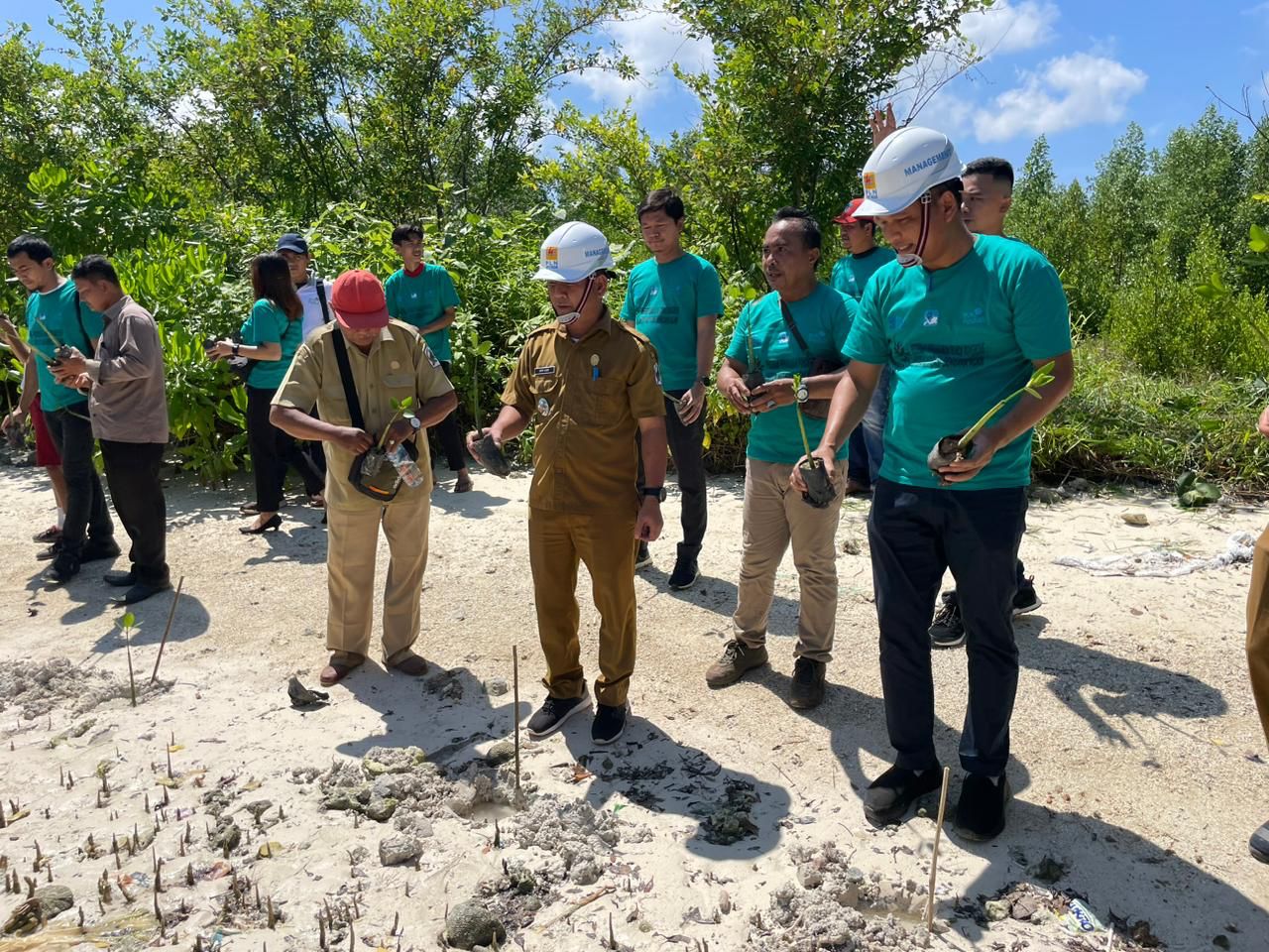 PLN UID Sumut Tanam 15.000 Bibit Mangrove, Pelepasan 300 Ribu Bibit Udang dan Kepiting
