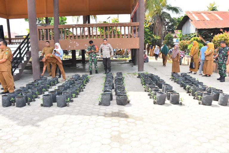 Dinas Pertanian Madina Bagikan Ribuan Bibit Cabe
