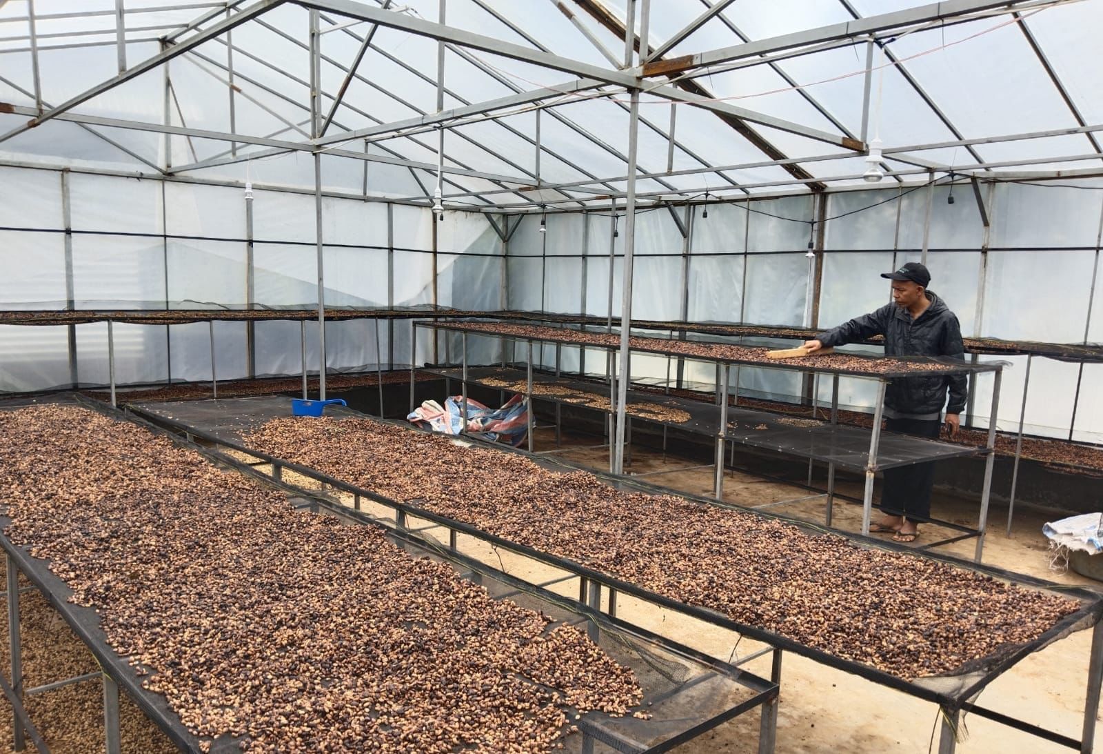 Kopi Sipirok Asal Tapanuli Selatan Binaan PLN Menembus Pasar Internasional