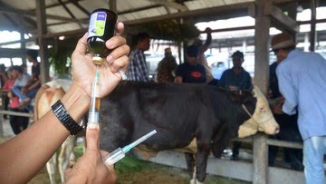 Hanpangkanter Simalungun Kejar Target Dosis Vaksin PMK