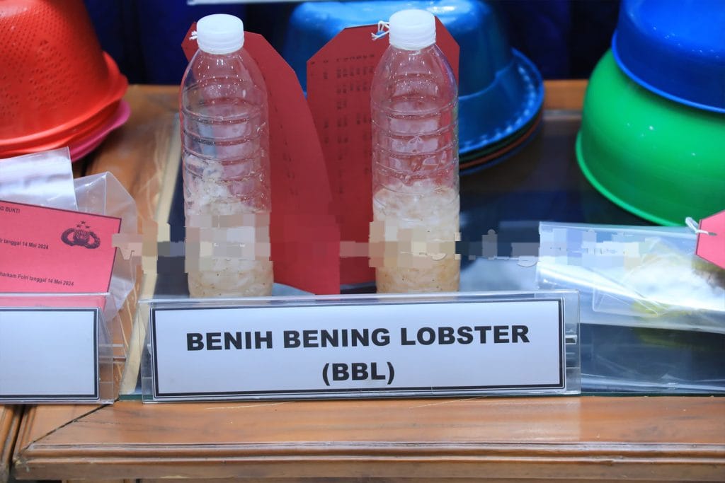 Polri Gagalkan Penyelundupan Benih Lobster Senilai Rp19,2 M ke Luar Negeri