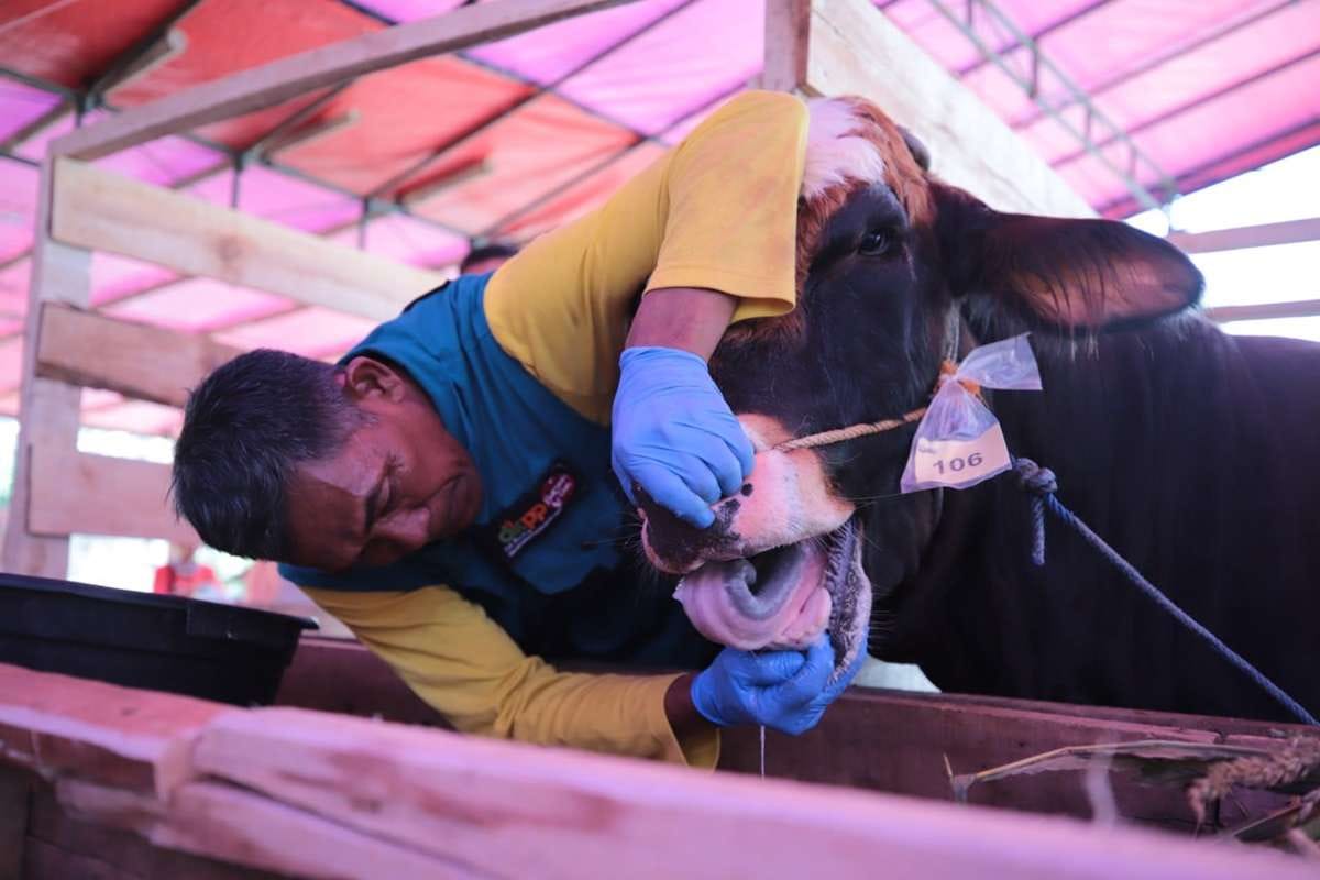 Jelang Idul Adha, Pemko Bandung Gelar Pemeriksaan Hewan Kurban
