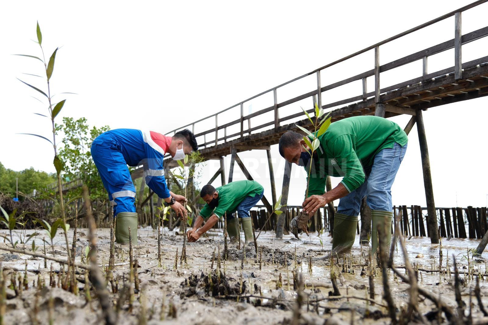 Permata Hijau Pesisir, Atasi Perubahan Iklim dan Dukung Dekarbonisasi Indonesia