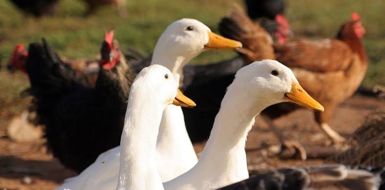 Hindari Konsumsi Unggas yang Sakit