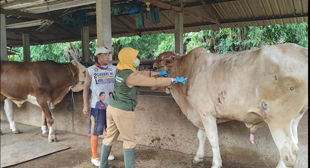 Pemkab Rembang Mulai Vaksinasi Sapi untuk Cegah PMK