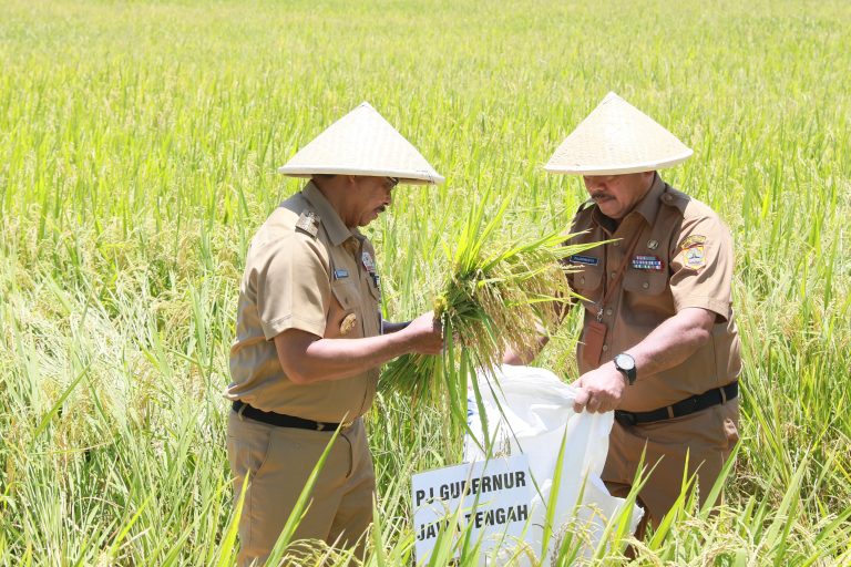 Jawa Tengah Sumbang 17 Persen Kebutuhan Pangan Nasional Lewat Produksi Padi 2024