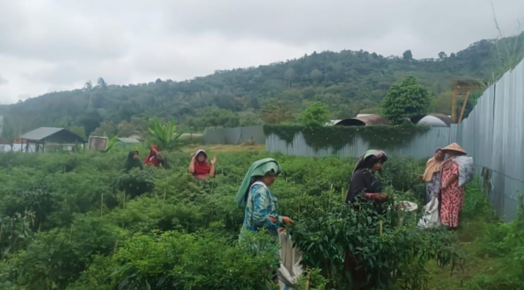 Hadirkan Potensi Baru, PLN UIP Sumbagut Dorong Peningkatan Kualitas Panen Kelompok Tani Sarungke