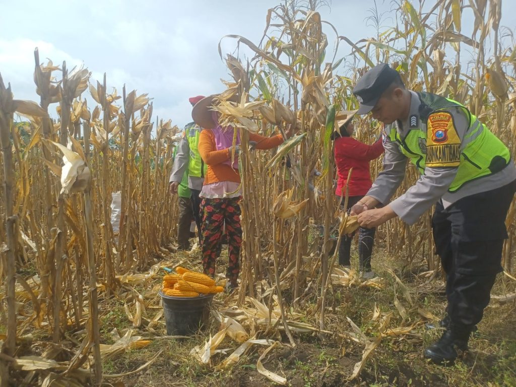 Bhabinkamtibmas Bojonegoro Dampingi Petani Panen Jagung, Dukung Produksi Pangan