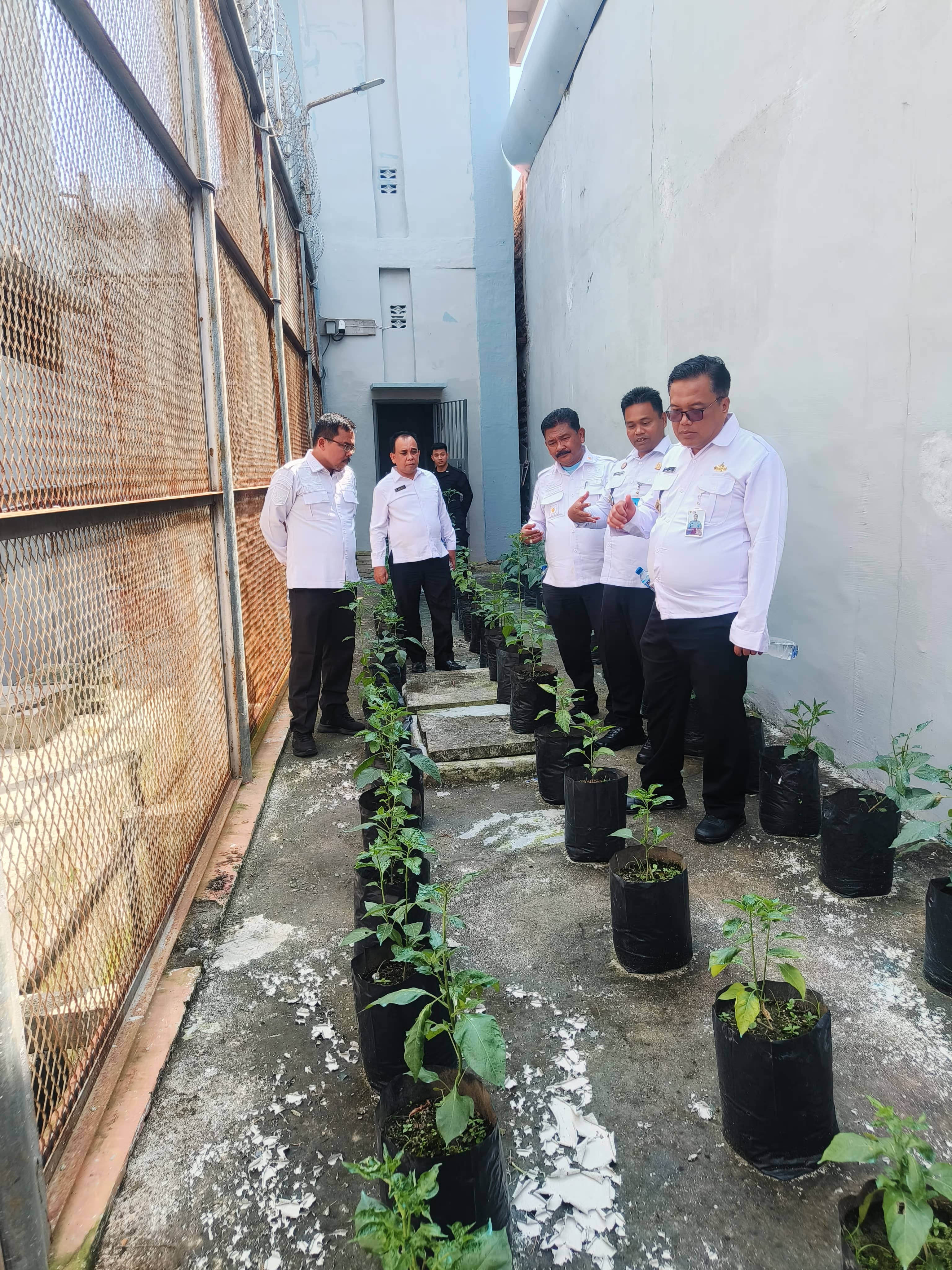 Kalapas Pancurbatu Pantau Pertumbuhan Cabai di Branggang Pos Menara Lapas, Mendukung Ketahanan Pangan
