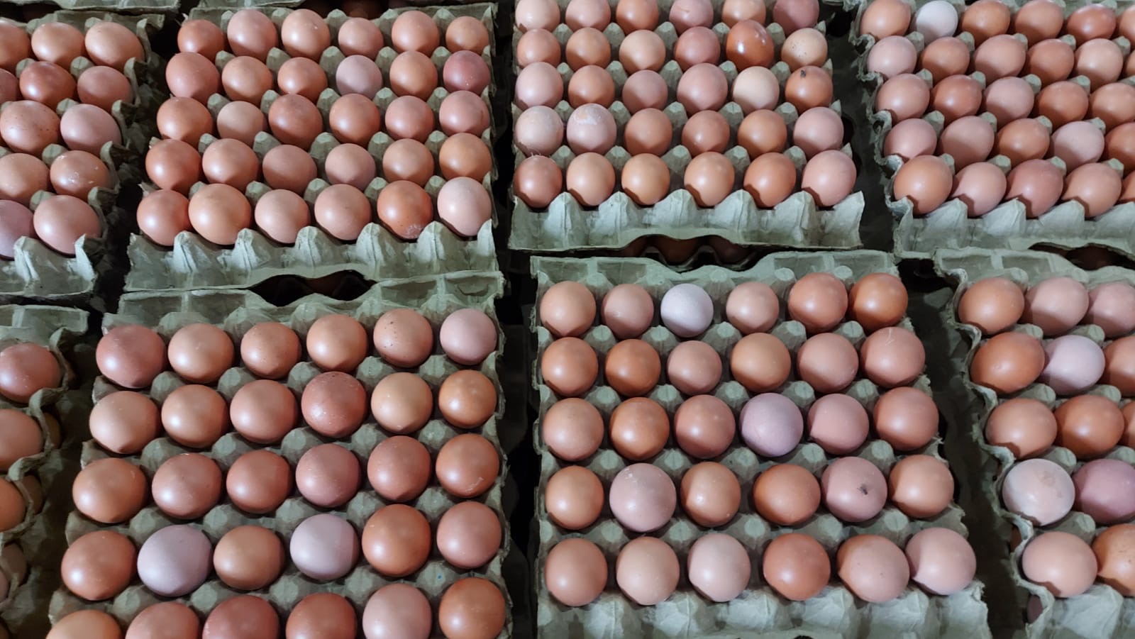 Harga Telur Dunia Melonjak, Indonesia Tunjukkan Surplus dan Stabilitas Harga