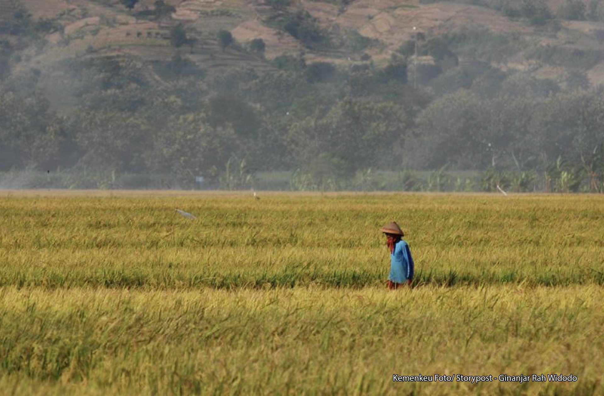 Jaga Stok dan Stabilitas Harga Beras, Pemerintah Kucurkan Rp16,6 T ke Bulog