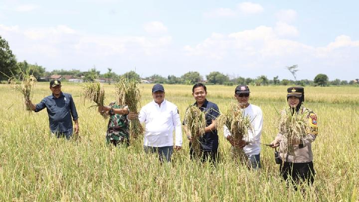 Jaga Stabilitas Harga Gabah, Bupati Jombang Hadiri Panen Raya Padi