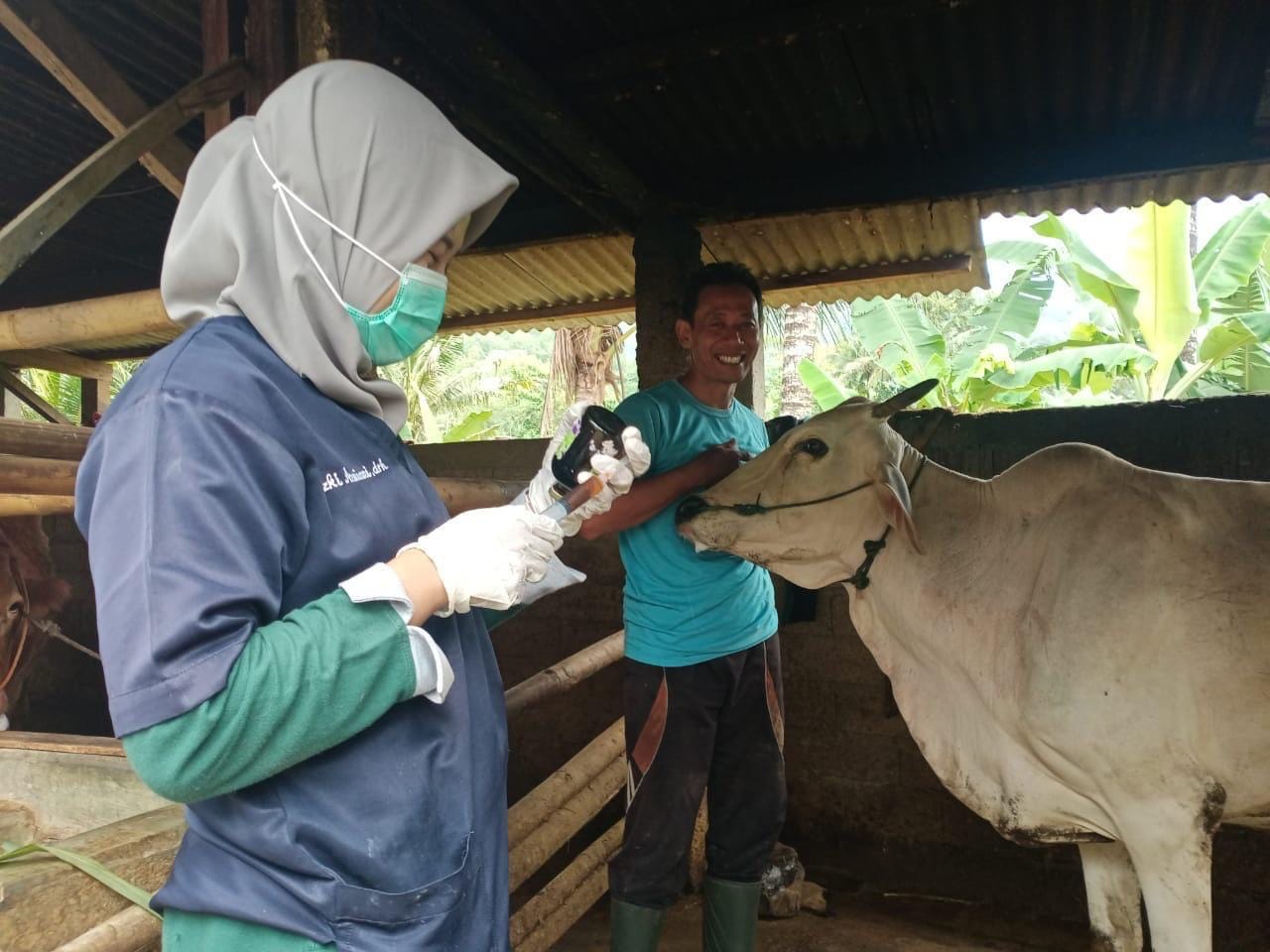 Kementan Siagakan 6.800 Petugas untuk Kendalikan PMK Selama Lebaran