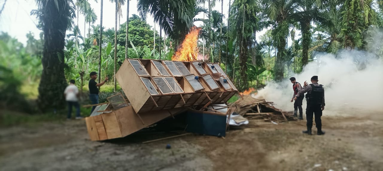 Polisi Gerebek Lokasi Judi Sabung Ayam di Pancurbatu