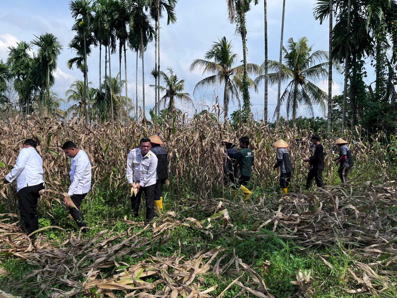 Lapas Pancurbatu Wujudkan Ketahanan Pangan Lewat Panen Raya Jagung