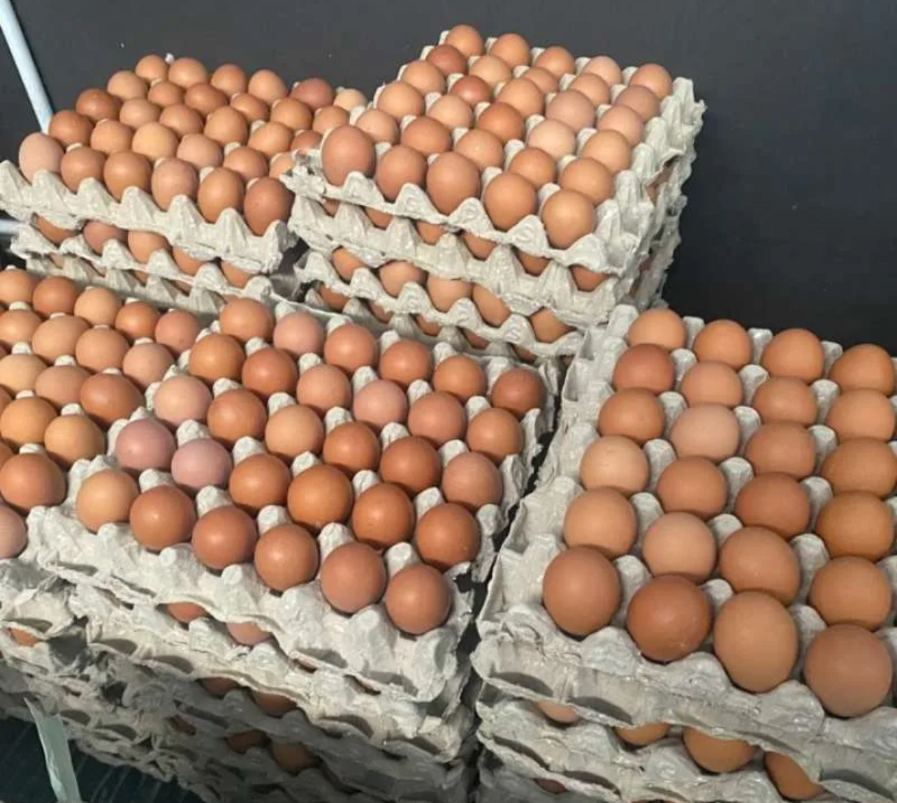 Kementan Tingkatkan Penyerapan dan Kendalikan Harga Telur Peternak