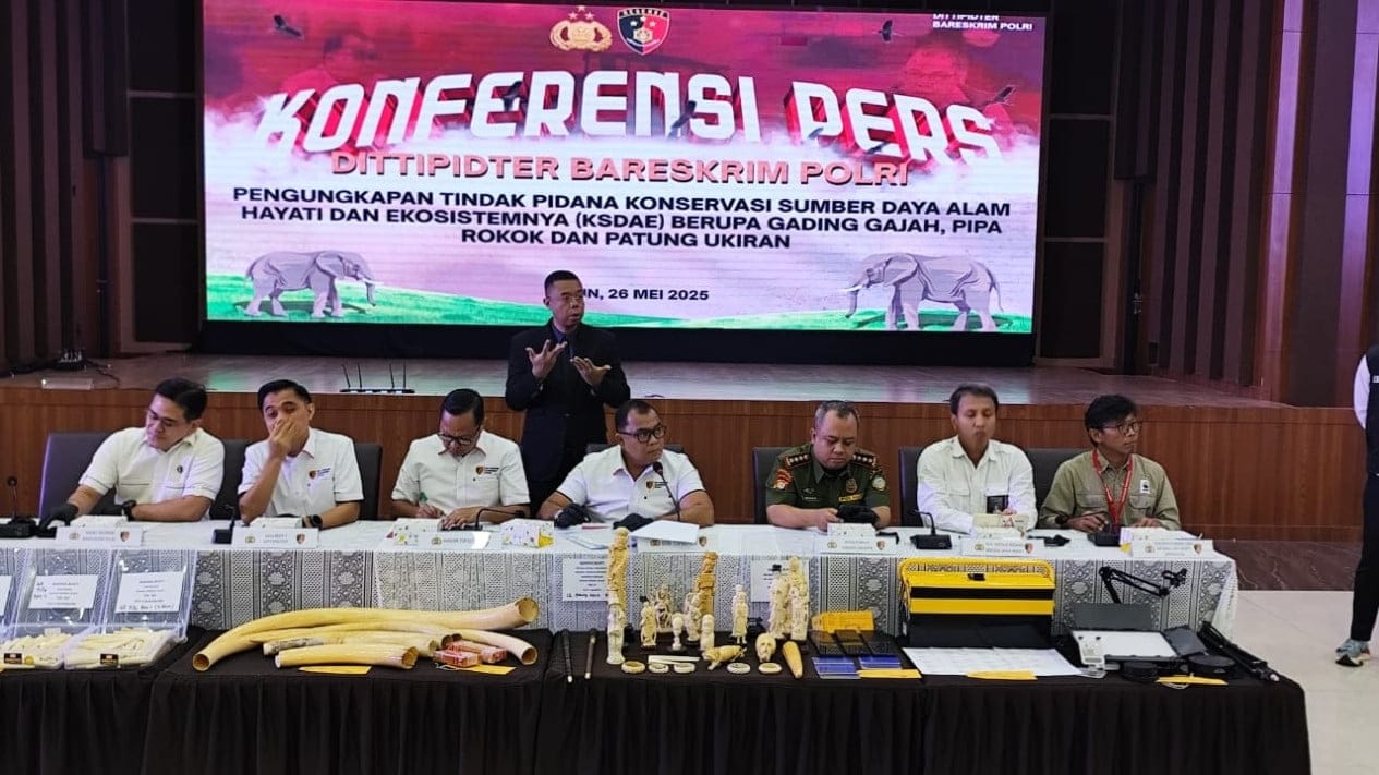 Bareskrim Polri Bongkar Sindikat Perdagangan Gading Gajah Ilegal, Empat Tersangka Ditangkap