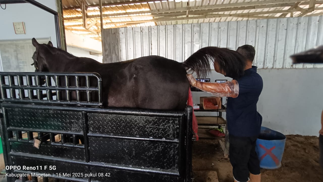 Teknologi IB, Andalan Kementan Percepat Pengembangan Kuda