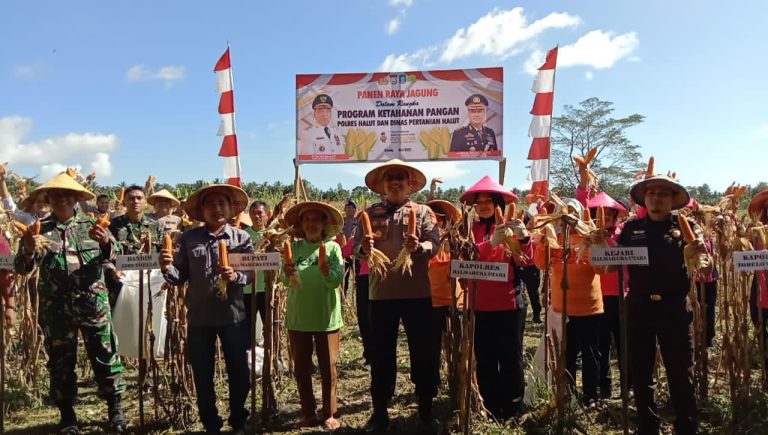 Polda Maluku Utara Panen Jagung dengan Dana Desa: Upaya Konkret Mendukung Ketahanan Pangan Nasional