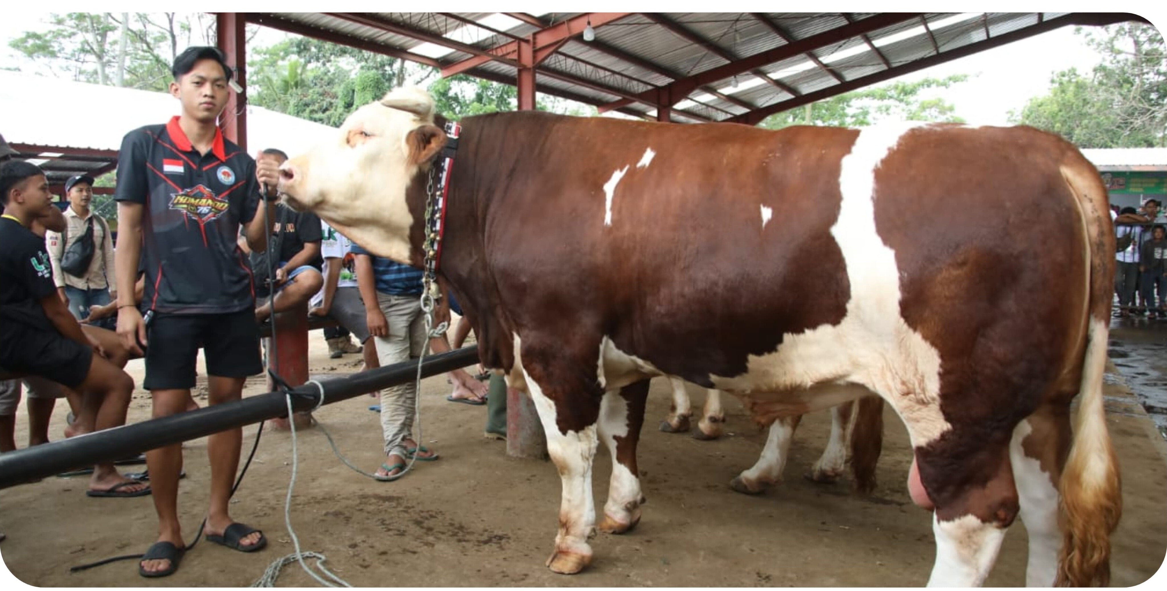 Wamentan Sudaryono Sumbang 4 Sapi Jumbo di Expo Sapi Boyolali, Segini Bobotnya