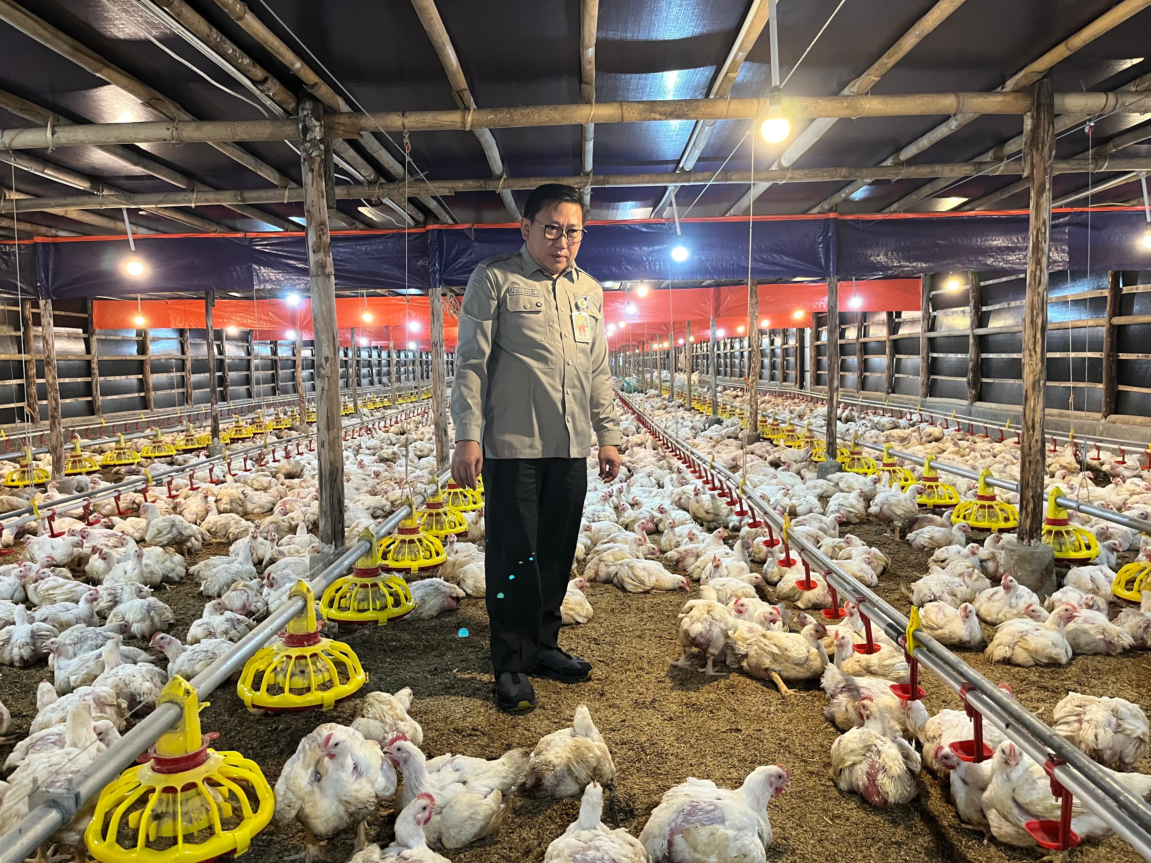 Harga Ayam Hidup Alami Kenaikan, Pengawasan dan Distribusi Diperkuat Kementan