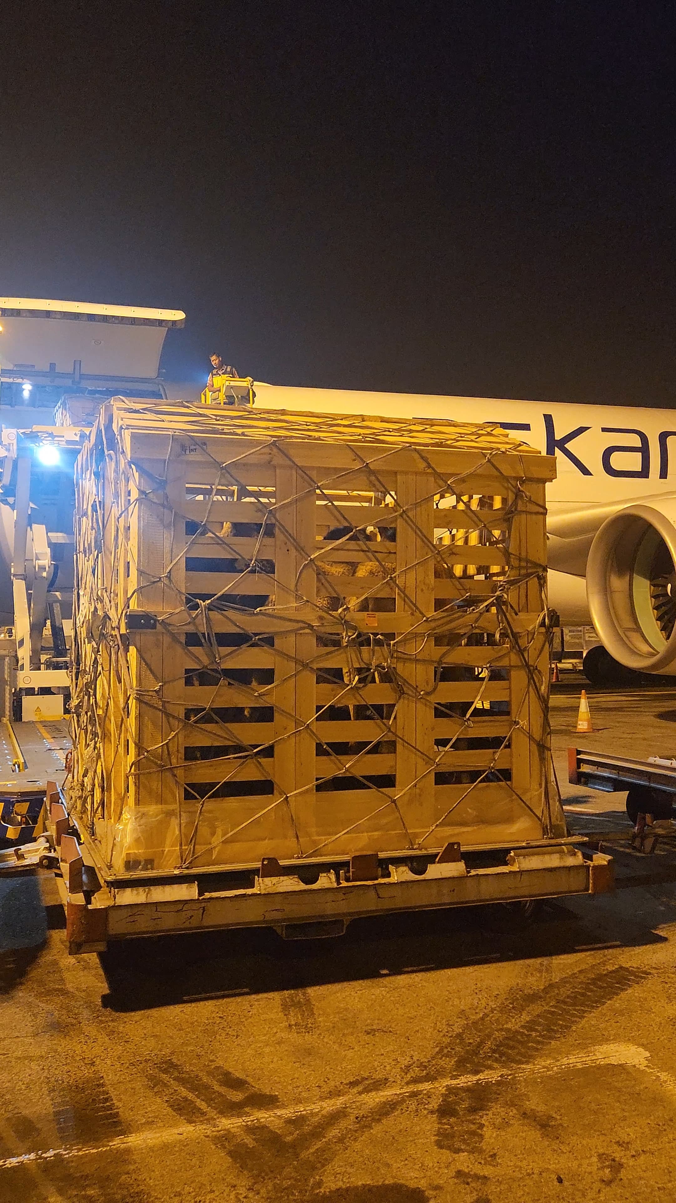 Komitmen Kementan dan Swasta: Impor Indukan Sapi Perah Tetap Berlanjut