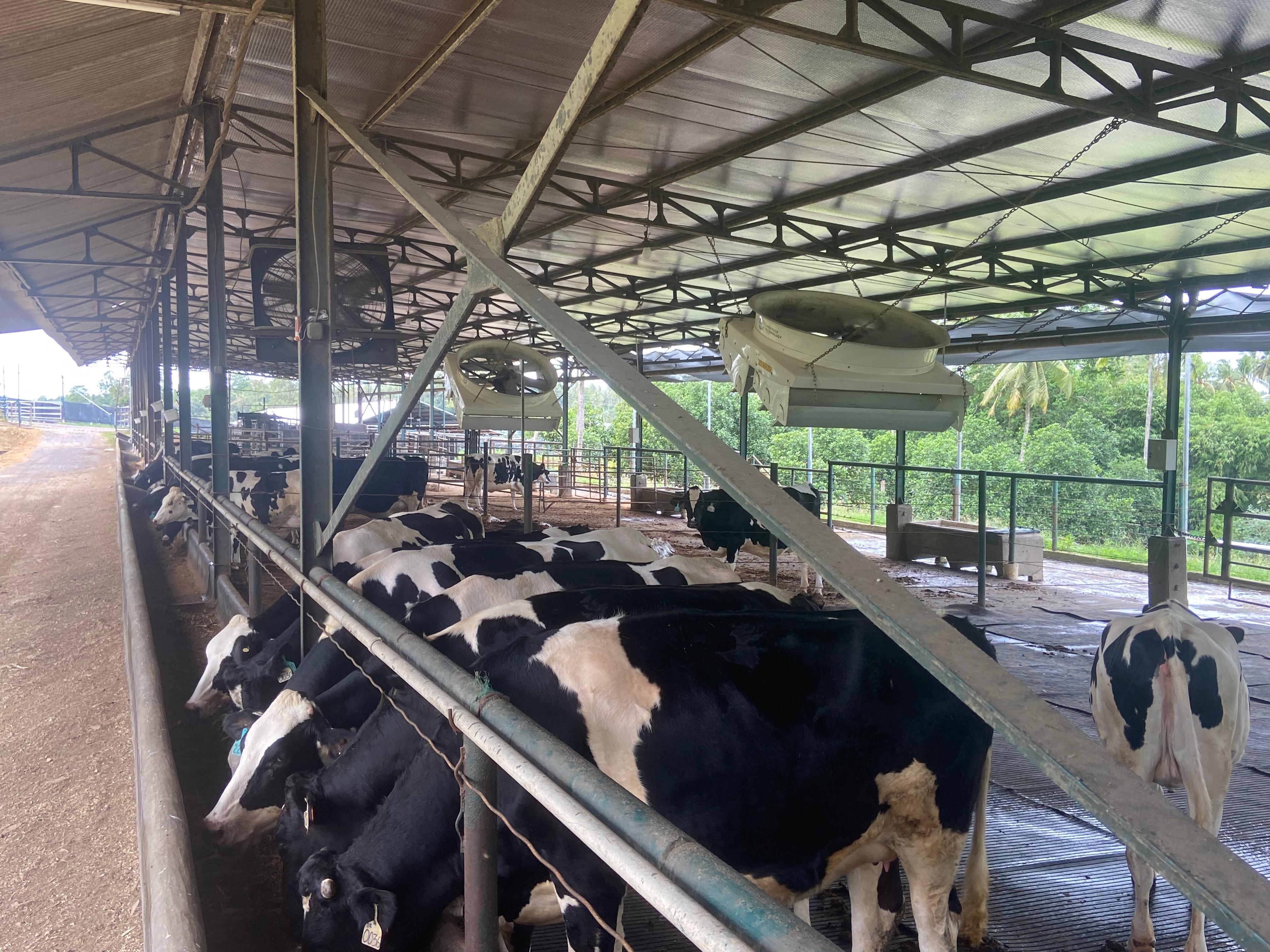 Produksi Susu Dimulai, Kementan Dorong Kemitraan Pelaku Usaha Sapi Perah