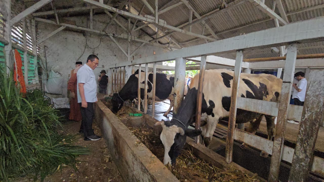 Kementan Dukung P2SP: KUD Bayongbong Tingkatkan Produksi Susu Hingga 25 Liter per Sapi
