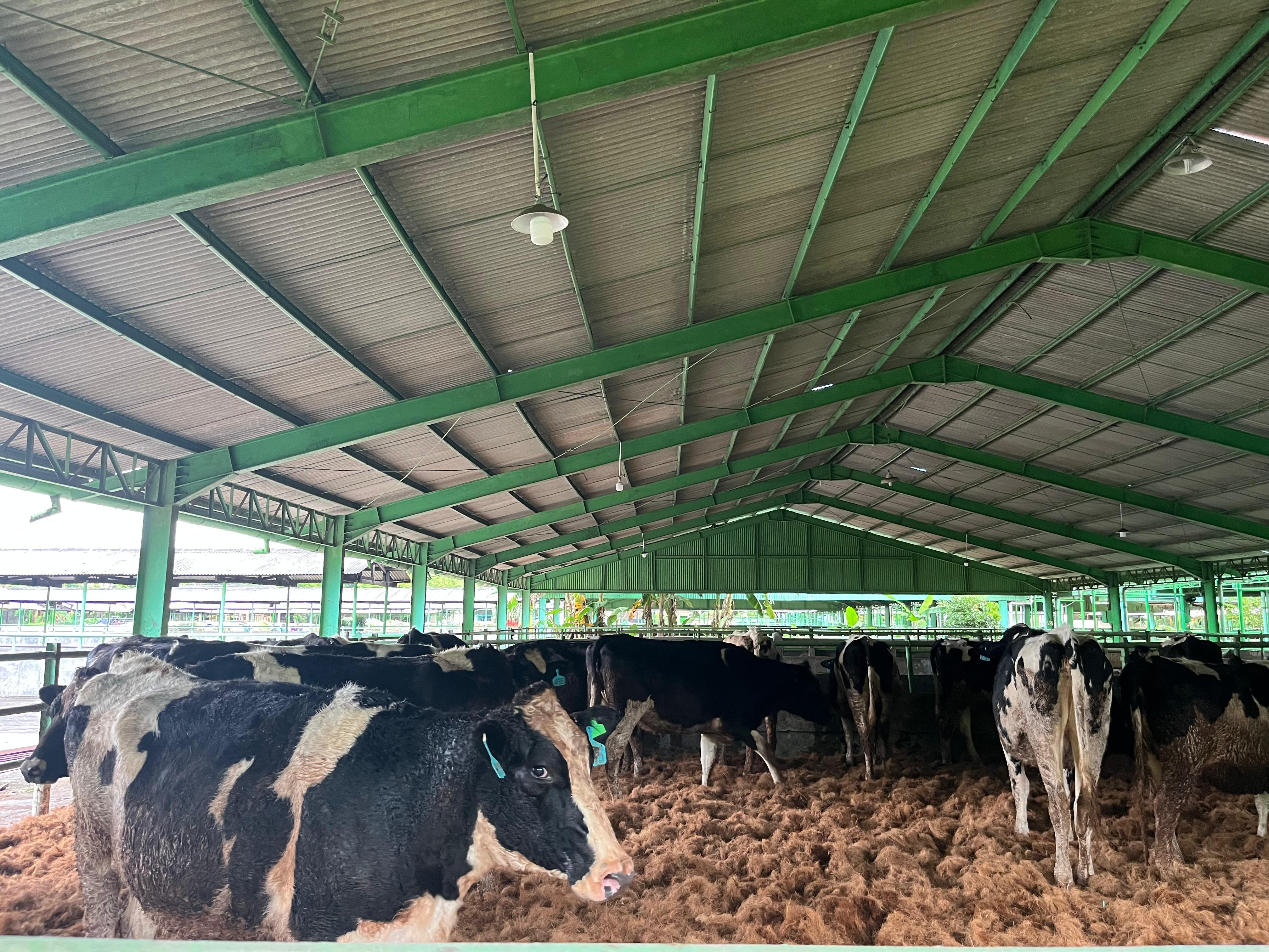 Kolaborasi Peternak Rakyat dan Kemitraan Swasta, 1.213 Sapi Perah Bunting Hadir di Cilacap