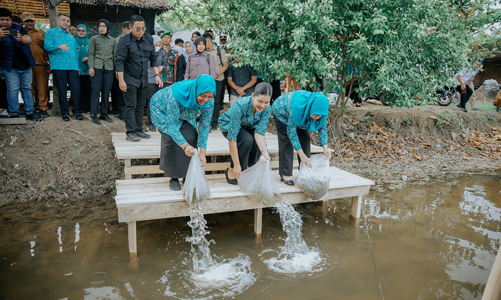 Dorong Swasembada Pangan, Kahiyang Ayu Tabur 15.000 Benih Ikan di Langkat