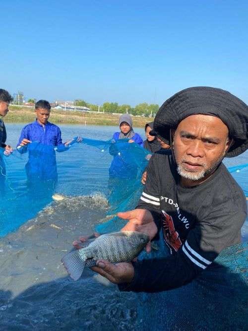 Produktivitas Tambak Pantura Jabar Digenjot Lewat Inovasi Nila Salin Fast Growth