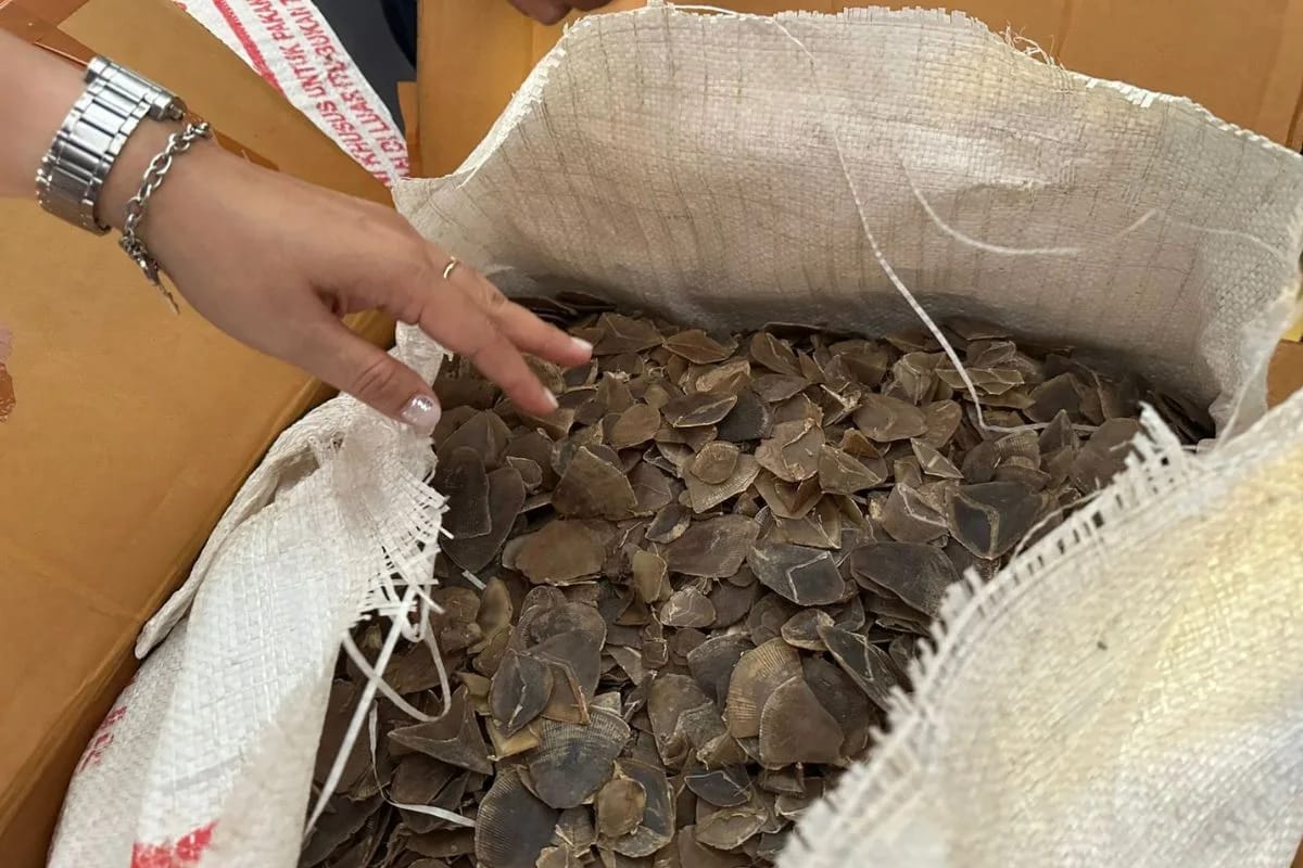 Polda Kepri Amankan 21,8 Kg Sisik Trenggiling Senilai Rp1,2 M di Batam