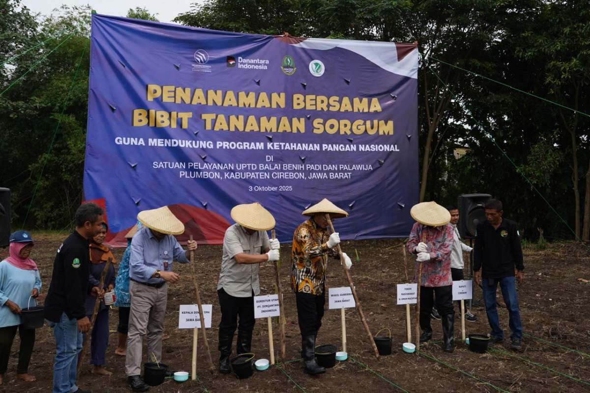 Kolaborasi Distanhorti Jabar dan PT DI, Tanam Sorgum Dimulai di Cirebon