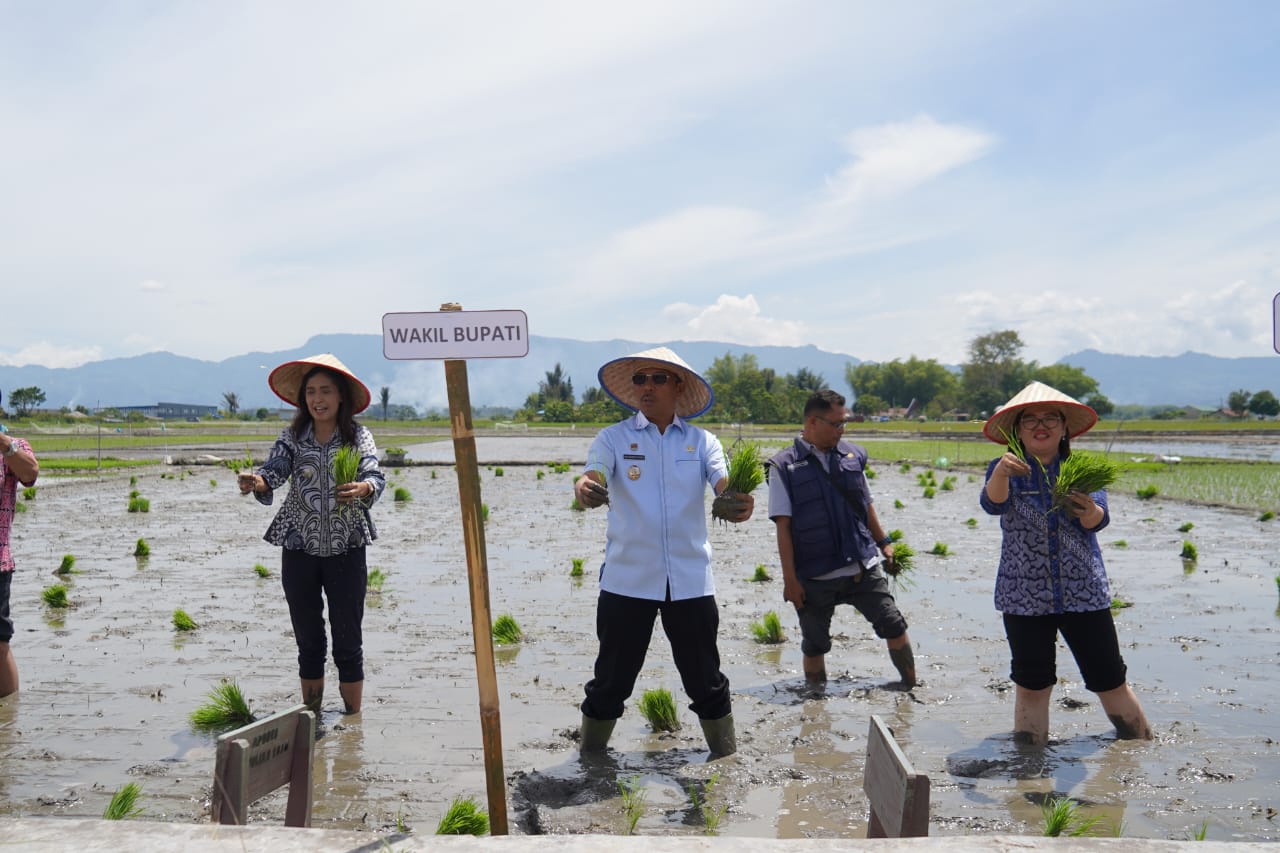 Wakil Bupati Toba Minta Penyuluh Pertanian Beri Perhatian Serius saat Tanam Padi di Hatulian Toba