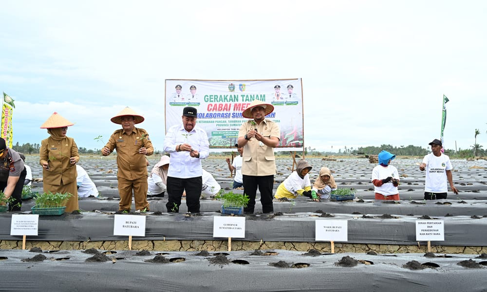 Bobby Nasution Ajak Kelompok Tani Tanam Cabai, Perbaikan Infrastruktur Jadi Kunci Ketahanan Pangan