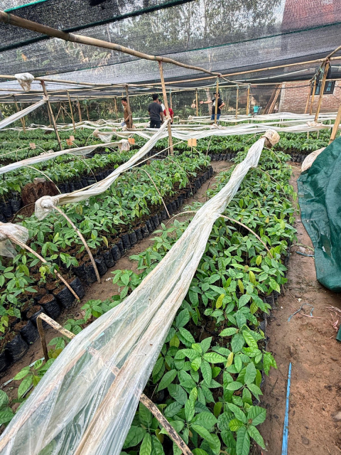Kementan Siapkan Strategi Tanam Cerdas, Penyuluh dan Petani Dibekali Hadapi Hujan Ekstrem