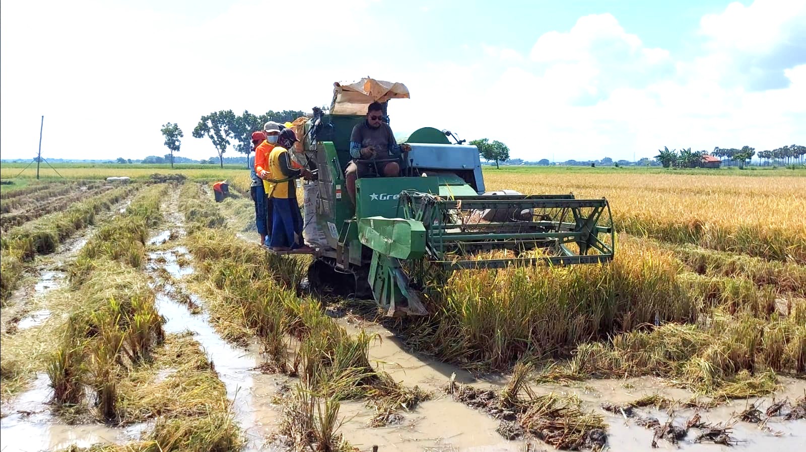 Rembang Catat Panen Padi Awal 2026, Produktivitas Tembus 5,8 Ton per Hektare