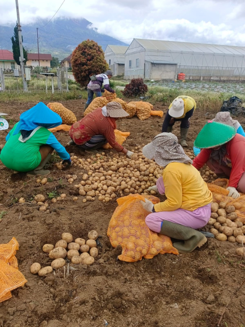 Produktivitas Kentang Kerinci Meningkat 8,76 Persen, Kementan Genjot Hilirisasi dan Akses Pasar