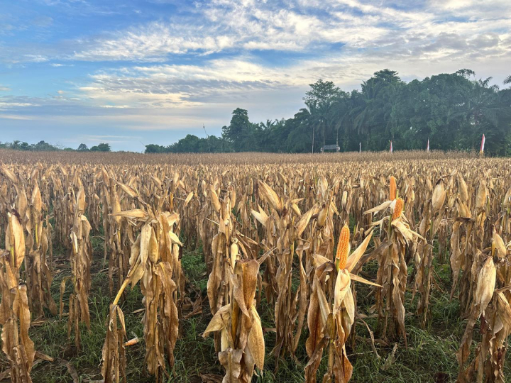 Kementan Tingkatkan Ketersediaan Jagung Pangan untuk Kebutuhan Industri