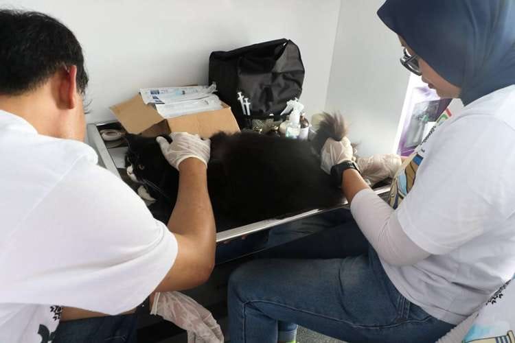 Bandung Pertahankan Status Bebas Rabies Lewat Vaksinasi dan Pengawasan Ketat