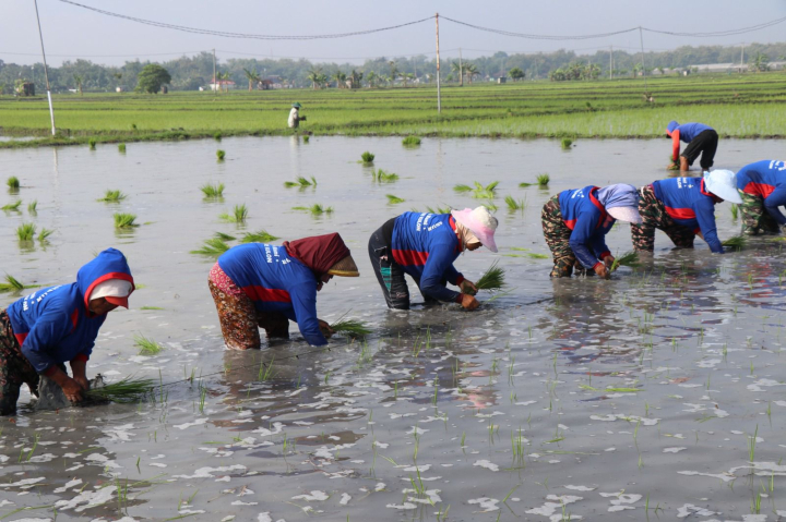Kementan Genjot Tanam Padi Serentak di 38 Daerah Jatim, Kejar Kenaikan LTT 3,4%