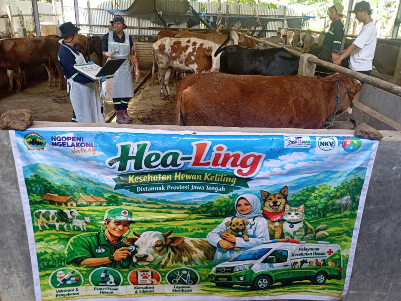 Layanan &ldquo;Healing&rdquo; Jateng, Sapi Jalani USG untuk Deteksi Kebuntingan