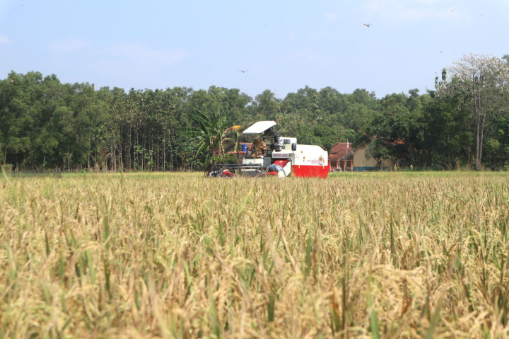 Antisipasi El Nino, Panen Lebih Awal di Kuningan Jadi Penopang Pasokan Beras