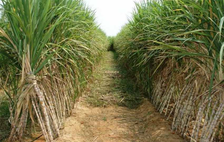 Kementan Percepat Pengembangan Kawasan Tebu 97.970 Hektare Demi Swasembada Gula