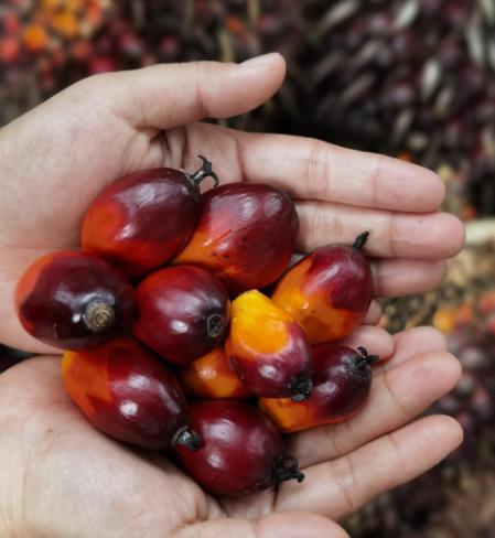 Ekspor Sawit RI Melonjak Awal 2026, Nilai Tembus US$4,69 Miliar