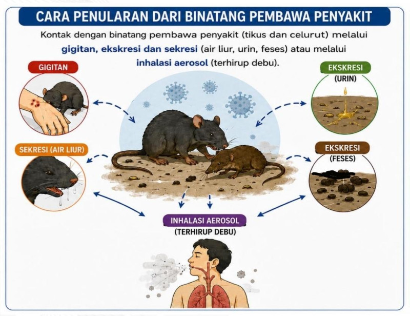Kemenkes Tingkatkan Kewaspadaan Virus Hanta, Indonesia Belum Temukan Kasus HPS
