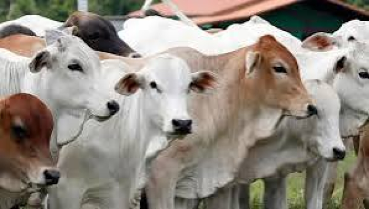 Kementan Perketat Pengawasan Zoonosis dan Keamanan Pangan Jelang Idul Adha
