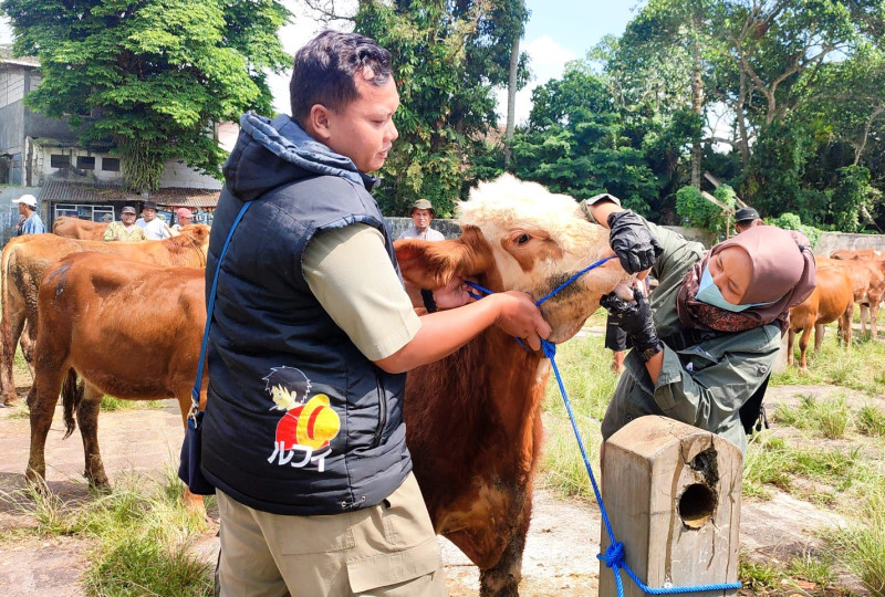 Kasus LSD dan PMK di Temanggung Terkendali, Peternak Diminta Waspada Jelang Idul Adha