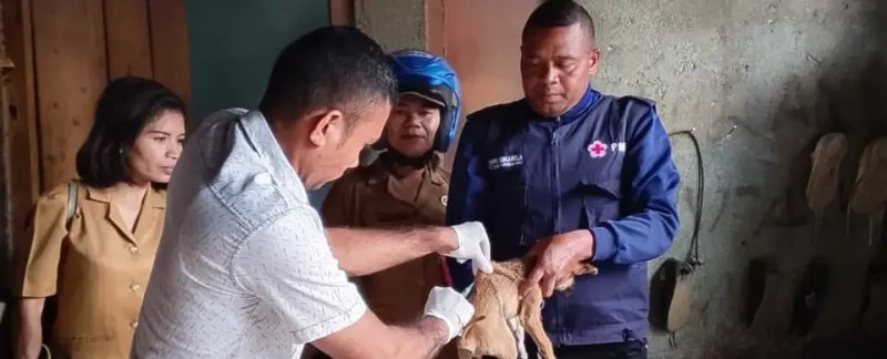 PMI Bersama Pemerintah Gencarkan Vaksinasi Door to Door Cegah Rabies di Manggarai